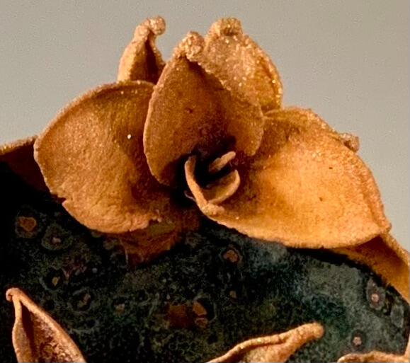Detail: cast agave with electroform